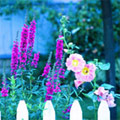 Fence Post Tips and Flowers